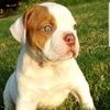amerbulldog2018